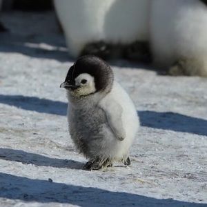 Meet your Posher, Seung